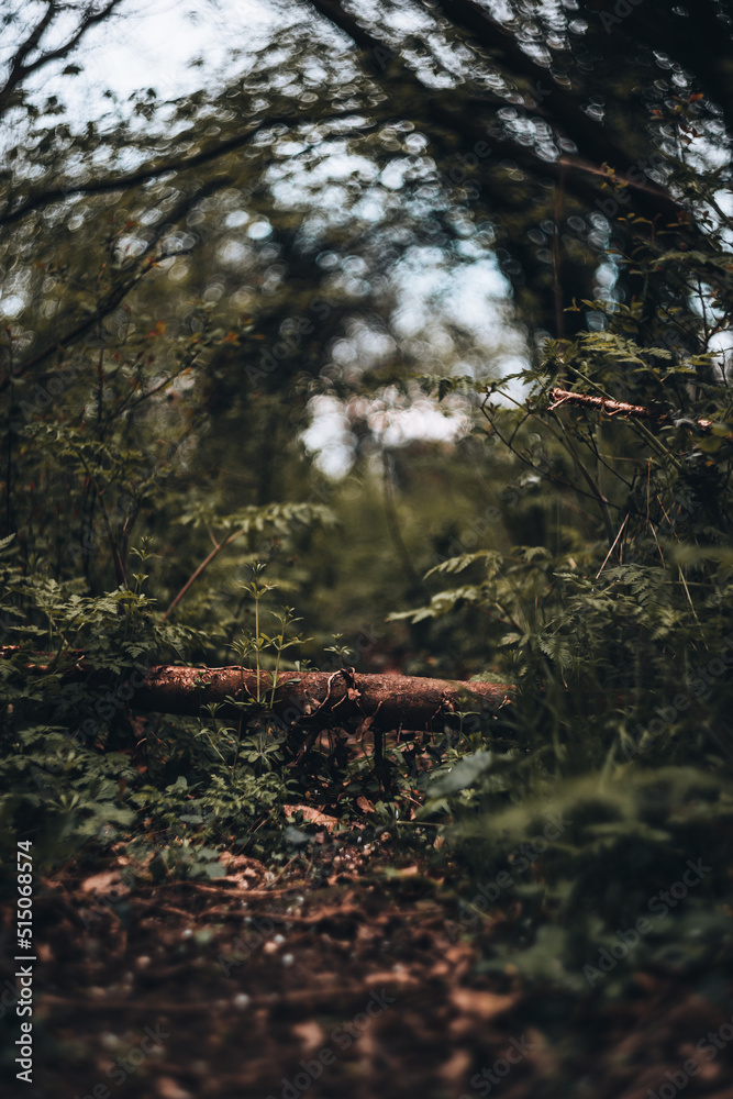 forest in autumn forest in autumn