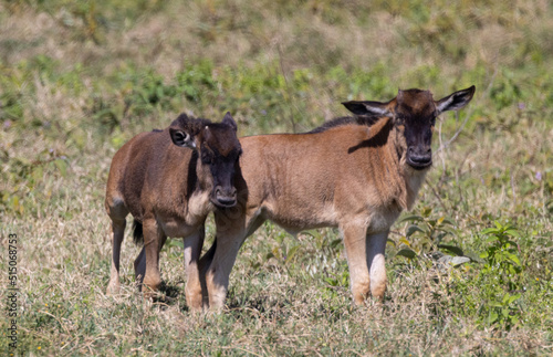 Brambleberry Tours Serengeti Safari 2021 - Serengeti  NgoroNgoro  Ndutu - East African Wildlife