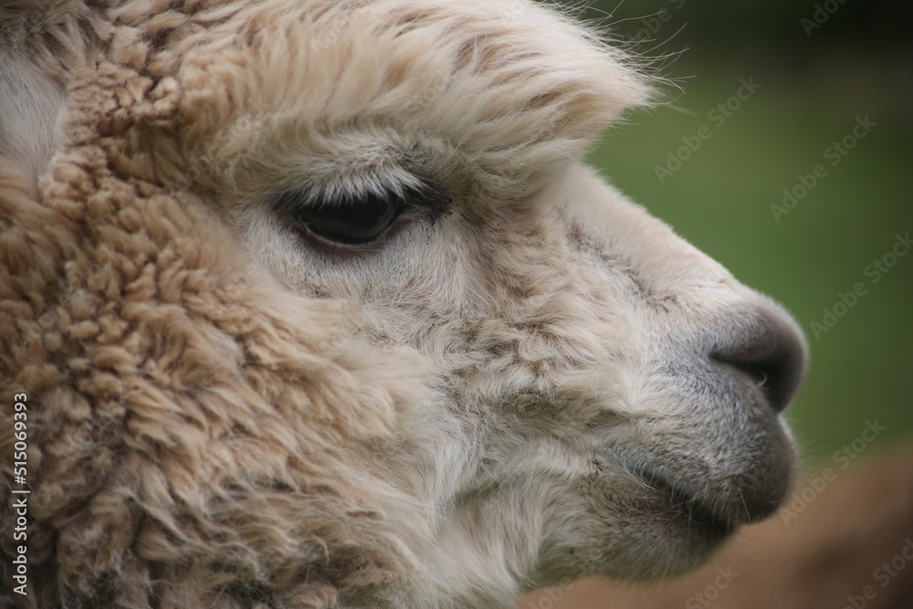 close up of a llama