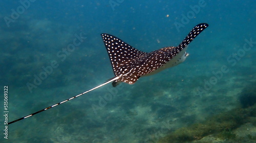 Costa Rica Pacific sea life © Brian