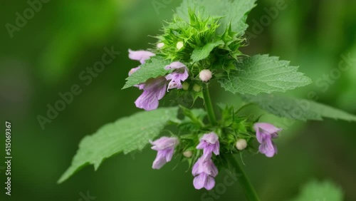 Field flowers. Black horehound or Ballota nigra wild flower growing on the field. Medicinal plant. Herb grows in nature in summer closeup slow motion. Nature photo