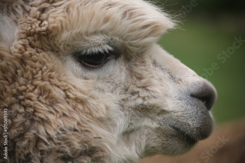 close up of a llama photo