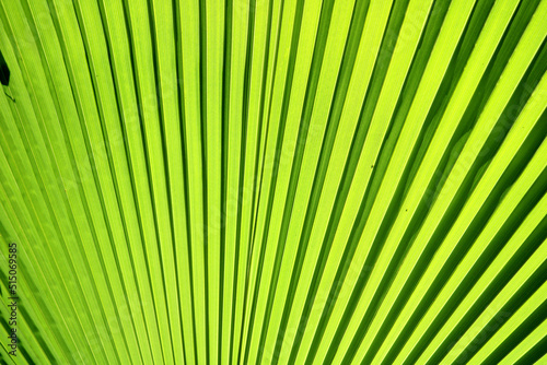 Close-up view of the Palm tree leaf.
