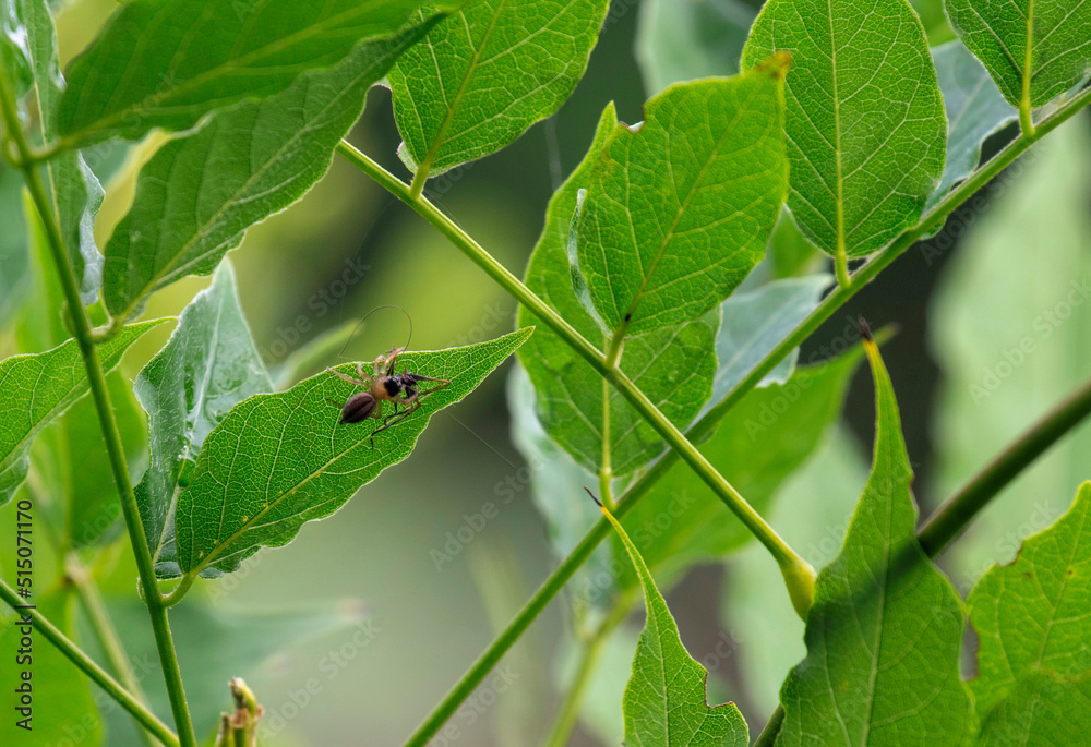 Spider on a plant Spider on a plant