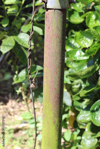 rusty pipe pole in the garden