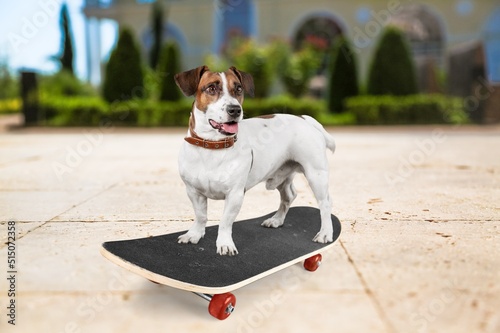 Fototapeta Naklejka Na Ścianę i Meble -  Cute dog rides a skateboard outdoors on a hot day.