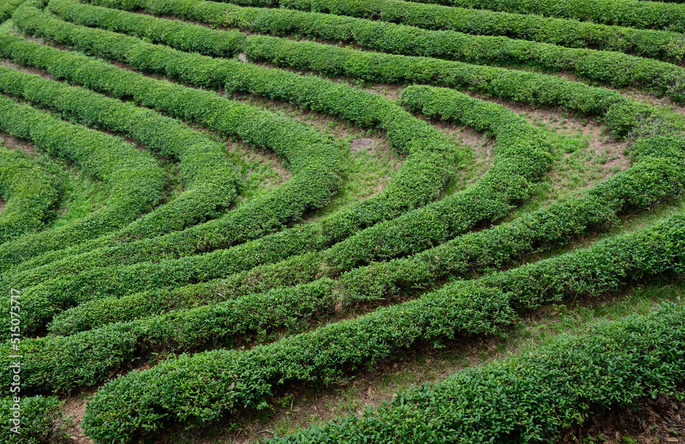 Green Tea plantation in Boseong town in Jeollanamdo province of South Korea