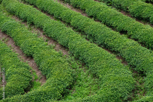 Green Tea plantation in Boseong town in Jeollanamdo province of South Korea photo