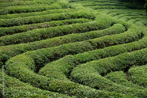 Green Tea plantation in Boseong town in Jeollanamdo province of South Korea photo