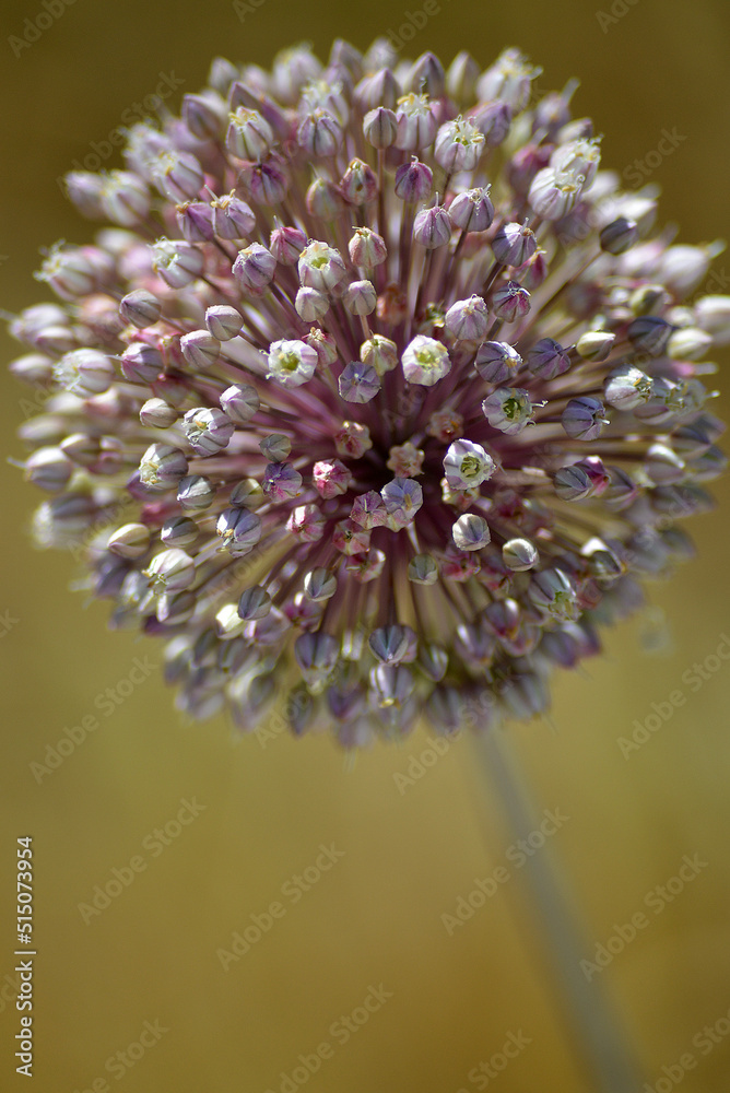 Onobrochis argentea, silvester purple plant.
Onobrochis argentea, silvester purple plant.