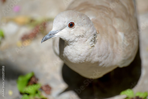 Obraz na płótnie Turtledove looking at the camera. Tórtola mirando a cámara.
