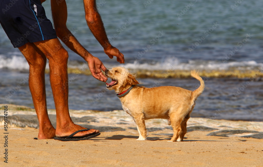 Dog for a walk on the Mediterranean coast Dog for a walk on the Mediterranean coast