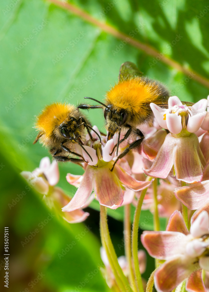 bumblebee on a pink flower.bumblebee bee collects nectar on flowers macro.beautiful screensaver wallpaper bumblebee on a pink flower.bumblebee bee collects nectar on flowers macro.beautiful screensaver wallpaper
