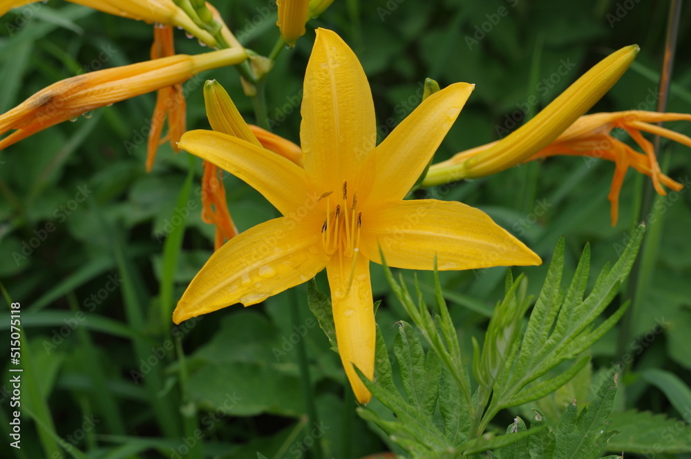 ニッコウキスゲK3CP5655