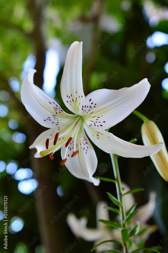 Obraz premium 華やかな百合 シャンデリアリリー スイートサレンダー