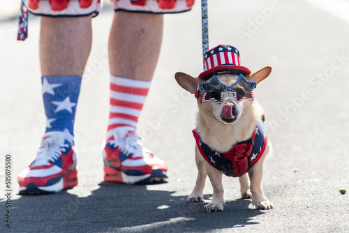 Wallpaper Mural Forth of July holiday parade in small town is perfect place to walk the Jack Russel mixed breed dog in the middle of the street Torontodigital.ca