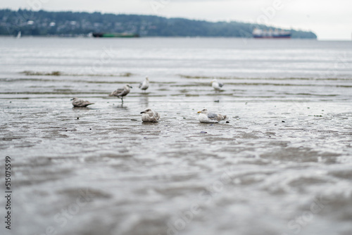 Seagulls Resting on Sand at Low tide