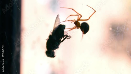 Linyphiidae Spider Caught A Prey On Its Cobweb In Australia. Macro Shot photo