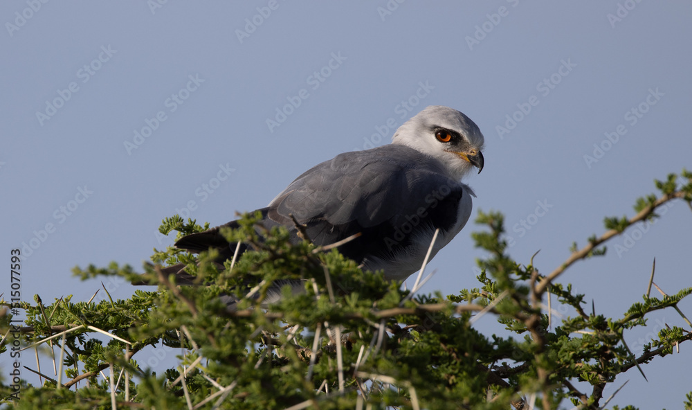 Brambleberry Tours Serengeti Safari 2021 - Serengeti, NgoroNgoro, Ndutu - East African Wildlife