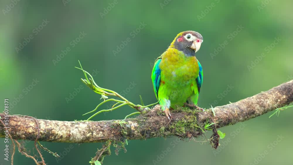 a front view of a brown-hooded parrot perched on a branch at boca tapada in costa rica a front view of a brown-hooded parrot perched on a branch at boca tapada in costa rica