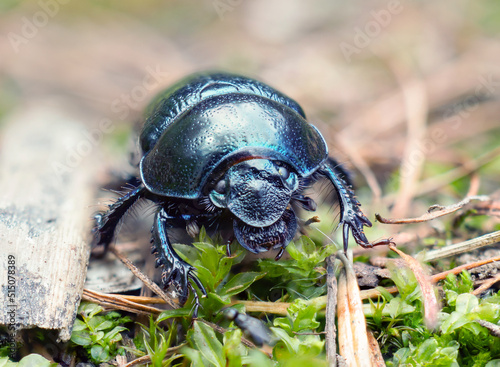 Dung beetle on the grass. Close-up © vadim