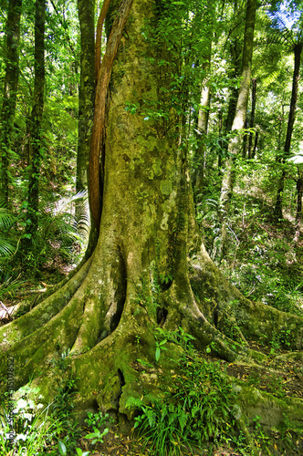 Fototapeta Naklejka Na Ścianę i Meble -  Huge tree in the lush green forest of Mokorua Scenic Reserve, Whakatane, North Island, New Zealand
