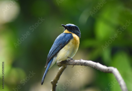 tickell's blue flycatcher on a branch © kaush