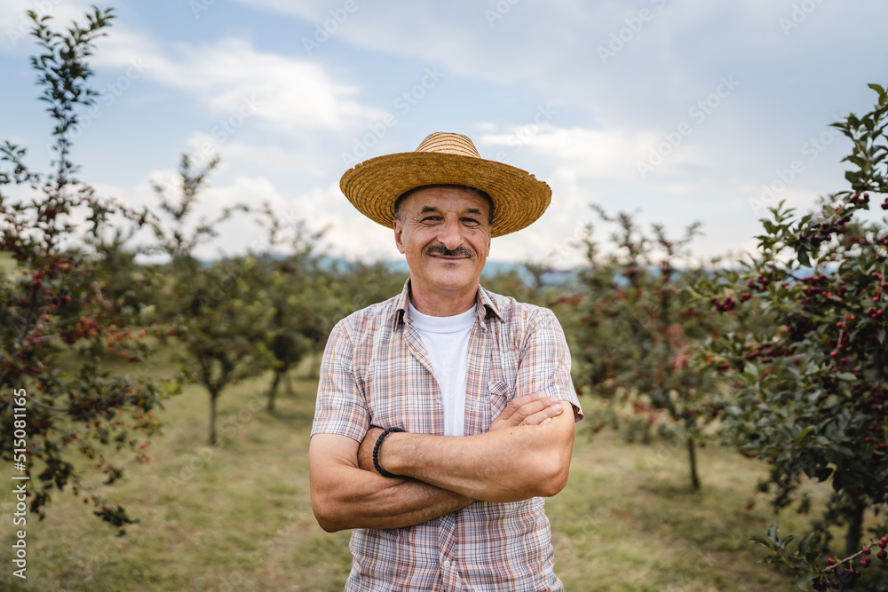 Fototapeta premium One man front view portrait of senior male farmer standing in the cherry orchard in summer day confident pensioner looking to the camera on his plantation wearing straw hat copy space