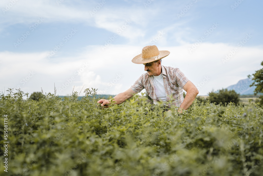 one man senior caucasian farmer checking alfalfa Medicago sativa lucerne plantation in summer day agriculture and farming concept real authentic people copy space one man senior caucasian farmer checking alfalfa Medicago sativa lucerne plantation in summer day agriculture and farming concept real authentic people copy space