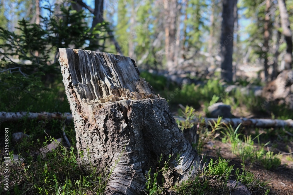 Obraz premium Tree Stump Chopped