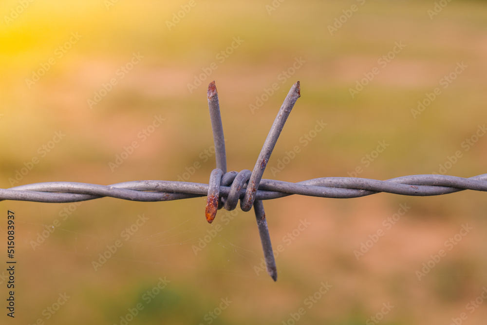 Barbed wire. Barbed wire on the fence. with a light green background