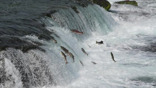 Sockeye Salmon jumping Brooks Falls in Katmai National Park, Alaska - Slow Motion