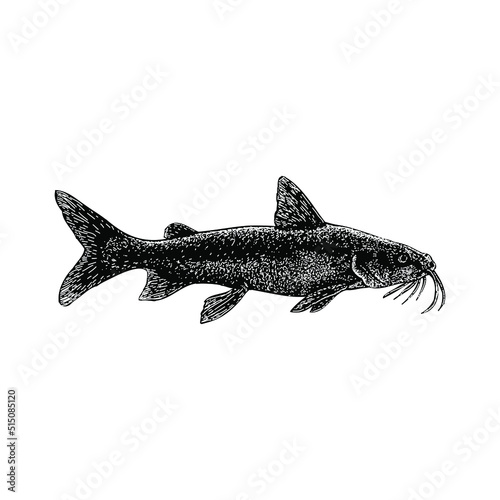 Hardhead Catfish hand drawing vector illustration isolated on background