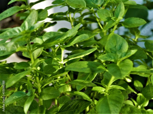 Wallpaper Mural Manjericao basil Torontodigital.ca