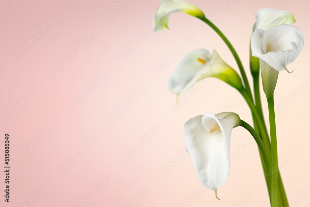 Obraz premium Beautiful fresh flowers on pink background. Nature flowery image, minimal style. Bouquet of bright blooming flowers.