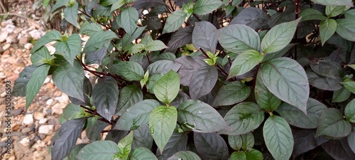 Photo purple leaf plant (Graptophyllum pictum) photo