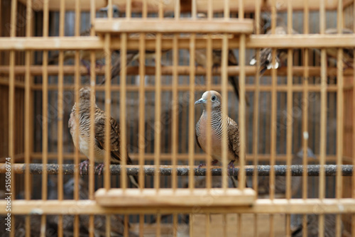 graceful birds, tekukur or perkutut (indonesia name) turtledoves in cages for sale at the animal market