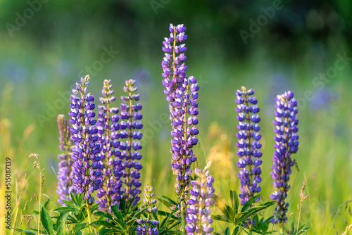 Purple lupine during sunset in the Summer