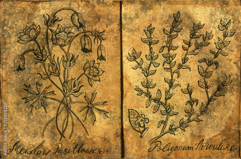 Hand drawn Halloween illustration of old page with magic plants for witch spell book. Gothic, occult and esoteric background. 
