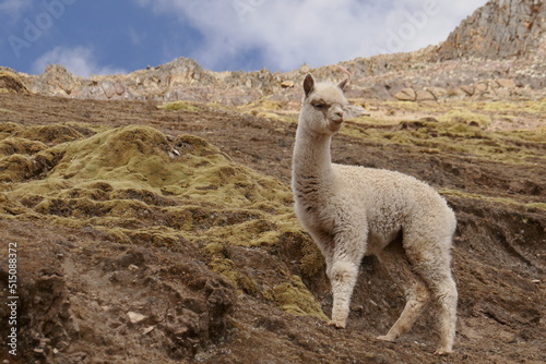 Vue par dessous d'un alpaga près de la montagne au sept couleurs au Pérou
