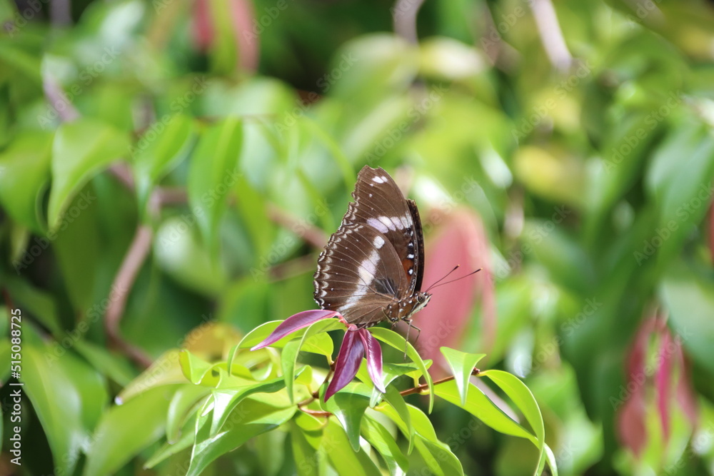 Resting butterfly, Darwin, Northern Territory, Australia. Resting butterfly, Darwin, Northern Territory, Australia.