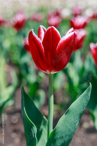 Red tulip growing in the park in spring. Beautiful flowers outside in springtime. Tulips in garden