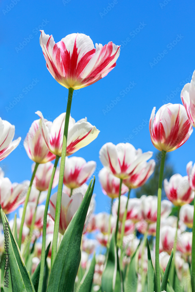 Beautiful tulips against blue sky. Flowers in spring. Natural background Beautiful tulips against blue sky. Flowers in spring. Natural background