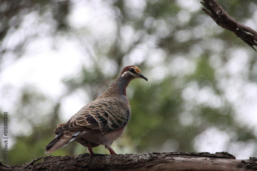 Common Bronzewing (Phaps chalcoptera), Cranbourne Botanic Gardens, Melbourne, Victoria, Australia. Common Bronzewing (Phaps chalcoptera), Cranbourne Botanic Gardens, Melbourne, Victoria, Australia.