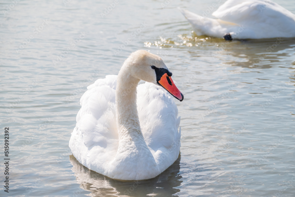 Graceful white Swan swimming in the lake, swans in the wild. Portrait of a white swan swimming on a lake. Graceful white Swan swimming in the lake, swans in the wild. Portrait of a white swan swimming on a lake.