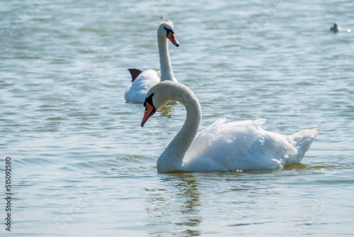 Two Graceful white Swans swimming in the lake, swans in the wild
