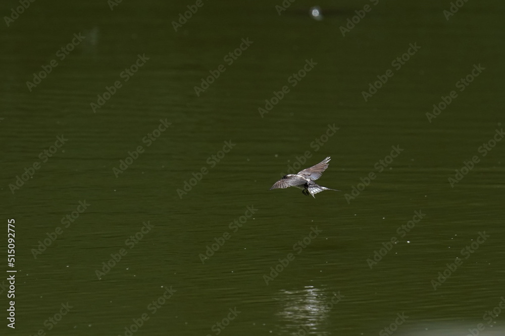 swallow in flight swallow in flight