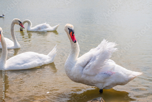 A large flock of graceful white swans swims in the lake.  swans in the wild