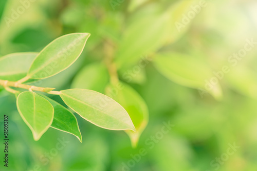 Nature view of fresh green leaf growing in a public park, garden in spring season or summer time with blank copy space for natural green plant background or ecology and clean environment concept