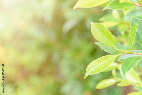 Nature view of fresh green leaf growing in a public park, garden in spring season or summer time with blank copy space for natural green plant background or ecology and clean environment concept